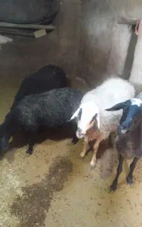 گوسفند چاق و بره نر