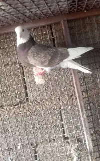 سبز طوقی سفید