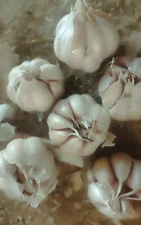 سیر
