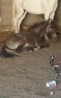 کره قاطر و اسب