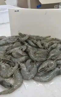 میگو پرورشی منجمد