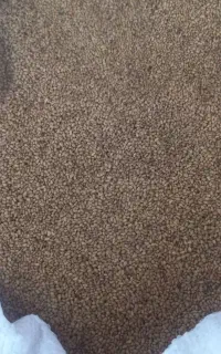 بذر یونجه مایا آمریکایی