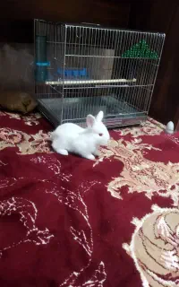 خرگوش
