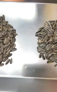 فروش ۳ تن تخمه