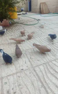 جوجه زرد وگلی