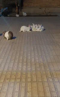 خرگوش نروماده کوچک وبزرگ