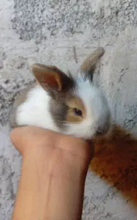 خرگوش