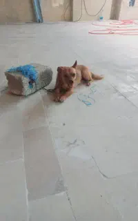 سگ پاکوتا