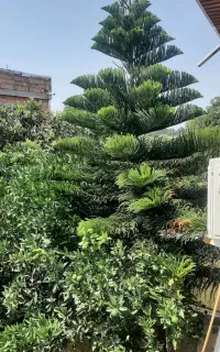 درخت کاج مطبق