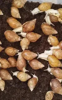 فروش حلزون