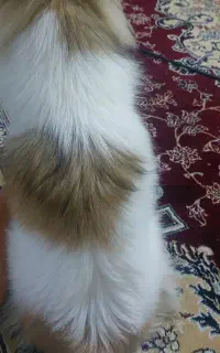 واگذاری  پت خانگی