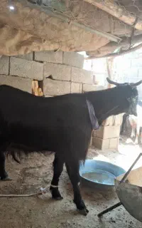 بزمری
