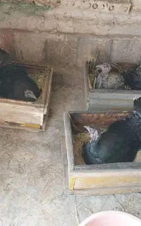 فروش جوجه بوقلمون محلی بوانات