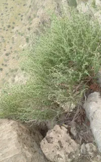 اوریشم برگ پهن گرمسر