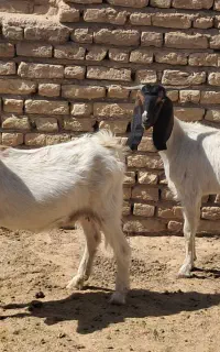 سلام دو عدد کولار شکم اول آبستن سه ماهه