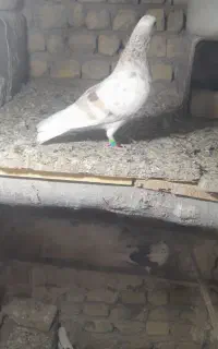 کبوتر هما دوکت نر جفتشم گرفته شده