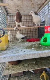 جفتگاه کفتر