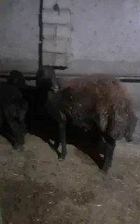بره گوشتی