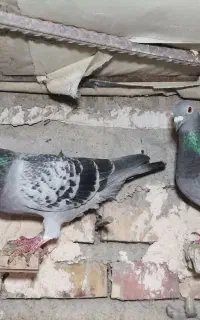 کبوتر