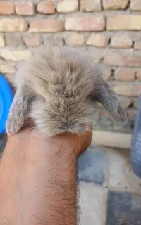 خرگوش لوپی اصل