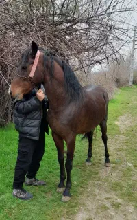 نریان کُرد درجه یک