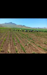 هرس کردن گیاهان مزارع کشاورزی