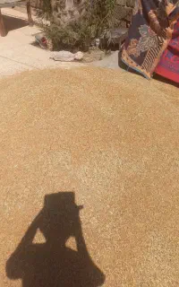 گندم دیم