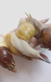 حلزون achatina