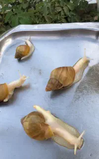 حلزون های اچاتینا طلایی