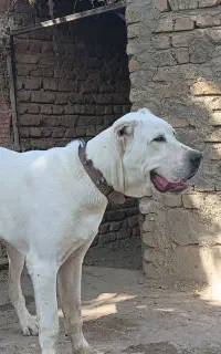 سگ خراسانی