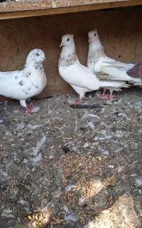 ۱۰ عدد کبوتر پرشی و تکپر