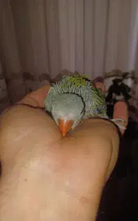 جوجه شاه طوطی