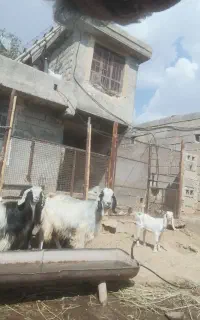 فروش بز  داشتی