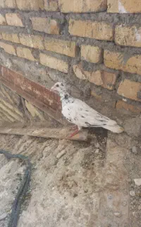 کبوتر