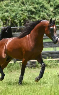 مادیون عرب مصری همراه کره 10 ماهه