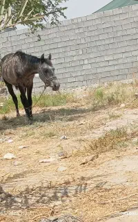 اسب نریان