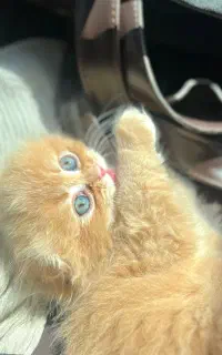 بچه گربه اسکاتیش دو ماهه، نر، بازیگوش