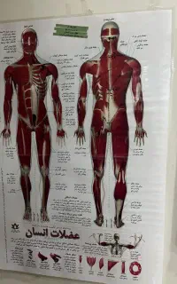 آموزش بادکش گرم و ماساژ زیر نظر مربیان حرفه ای