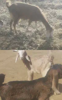 فروش بز نژدی اصل