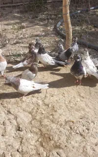 کبوتر کله دار قلمکار