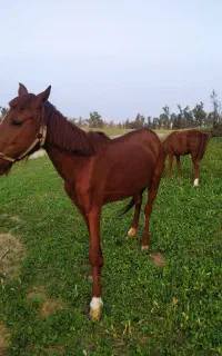 اسب برای فروش حمدانی