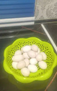 تخم مرغ گلین اصل