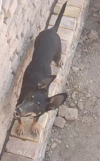 گرگ