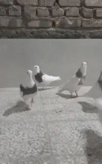 سلام  س جفت  طوقی
