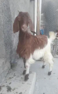 بزغاله نژدار