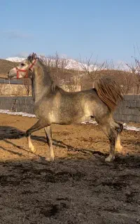 کره نریان کرد