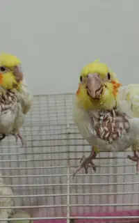 جوجه عروس هلندی سرلاکی