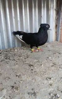 کفتر