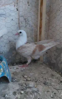 کربلایی