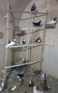 کبوتر